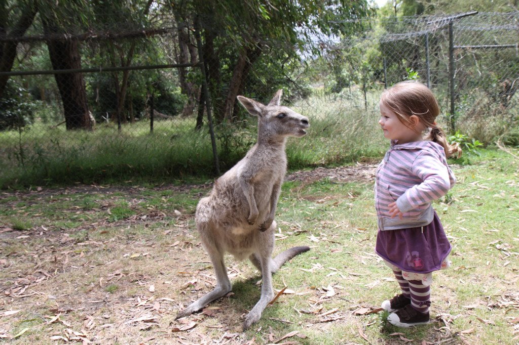 Love Kangaroo