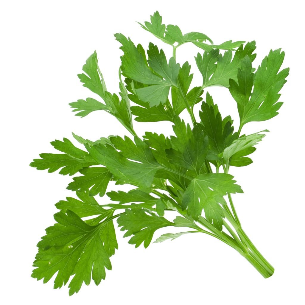 Coriander Leaves
