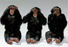 Monkeys Do Act Like Humans. You Won’t Believe This is Real!